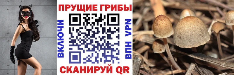 МЕГА ONION  Волгоград  Галлюциногенные грибы Psilocybine cubensis  закладки 